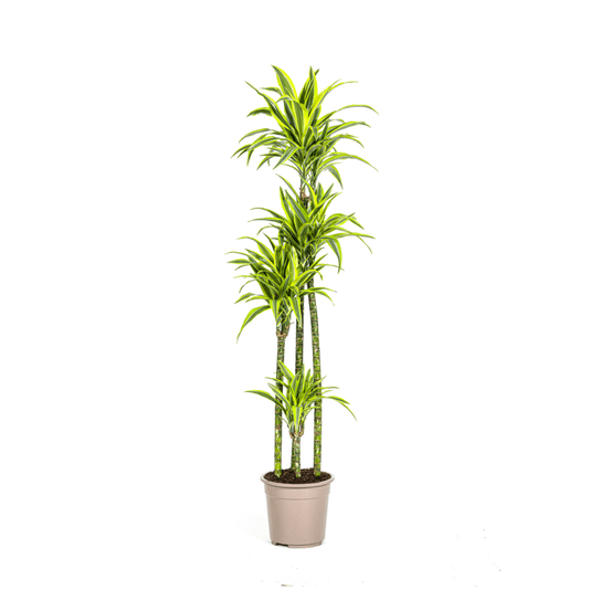 Dracaena deremensis lemon lime ø27cm - ↕170 - 190cm - plantes d'intérieur