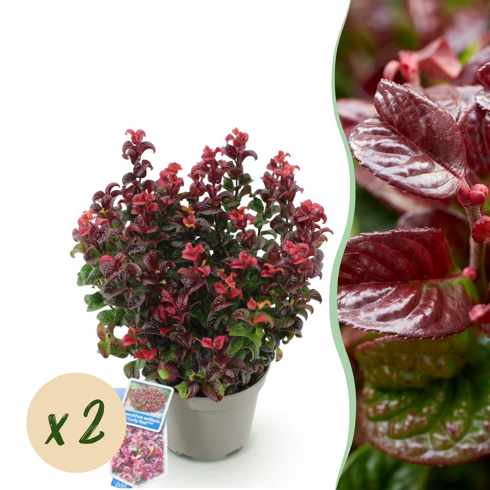 Leucothoe curly red – lot de 2 – pot 17 cm – hauteur 40 cm