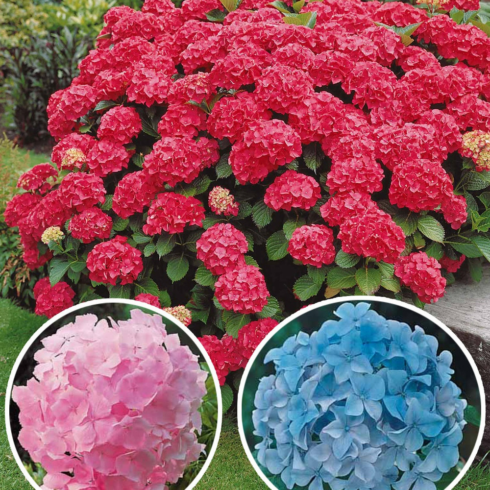 Collection de 3 hortensias : rouge, bleu, rose - les 3 pots / 1.3l / 3-5 branches