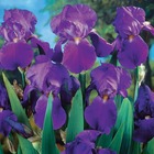 3 iris de jardin remontant lovely again, le paquet de 3 racines nues