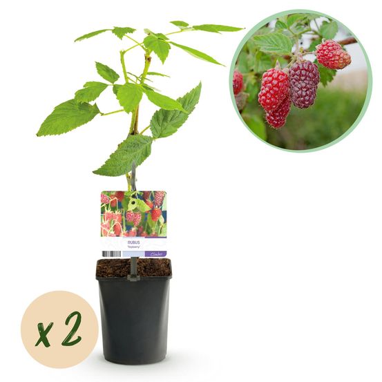 Lot de 2 - taybes - rubus tayberry - baie rouge - h40 cm