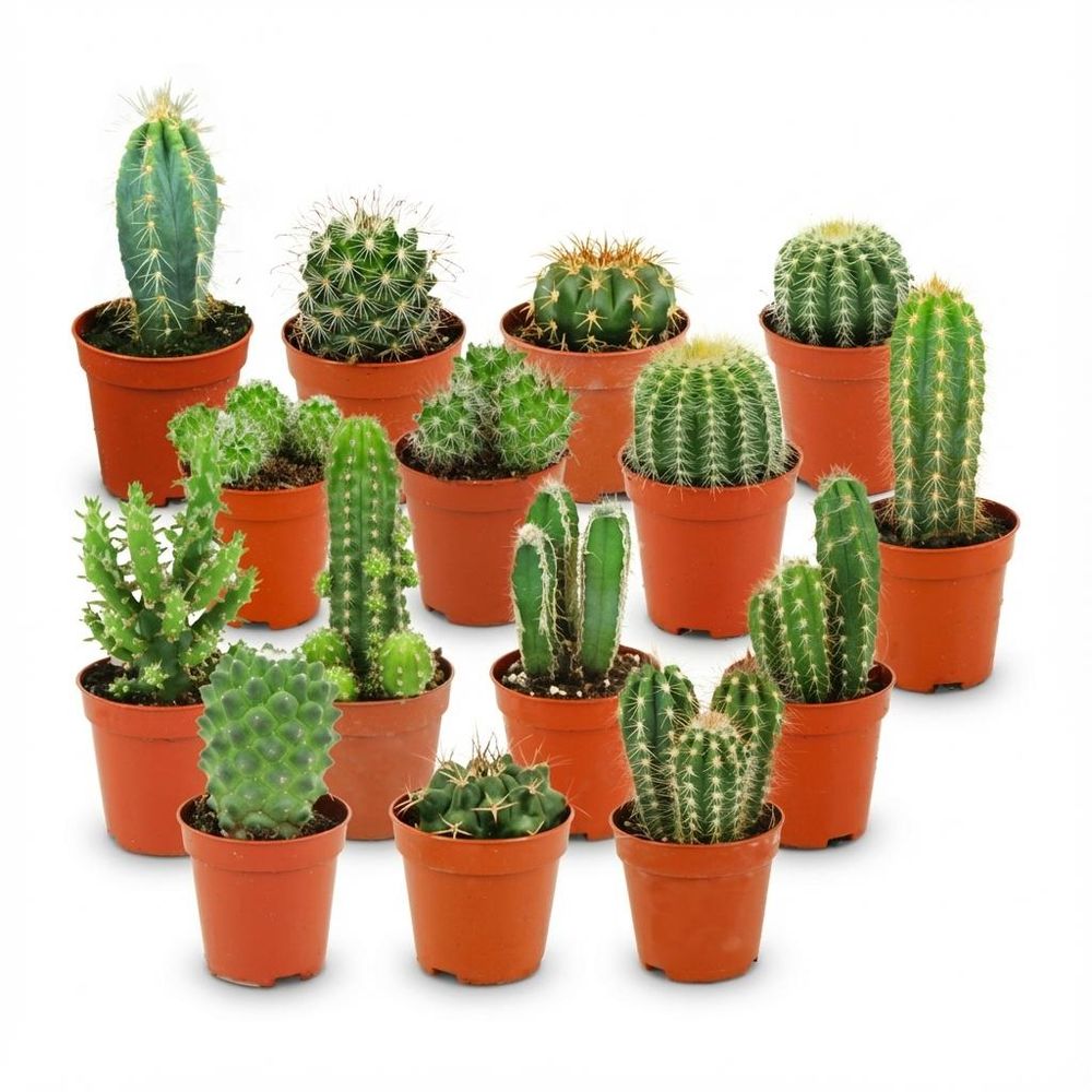 Mini cactus - lot de 15 - ø5,5cm - ↕10cm - plante d’intérieur