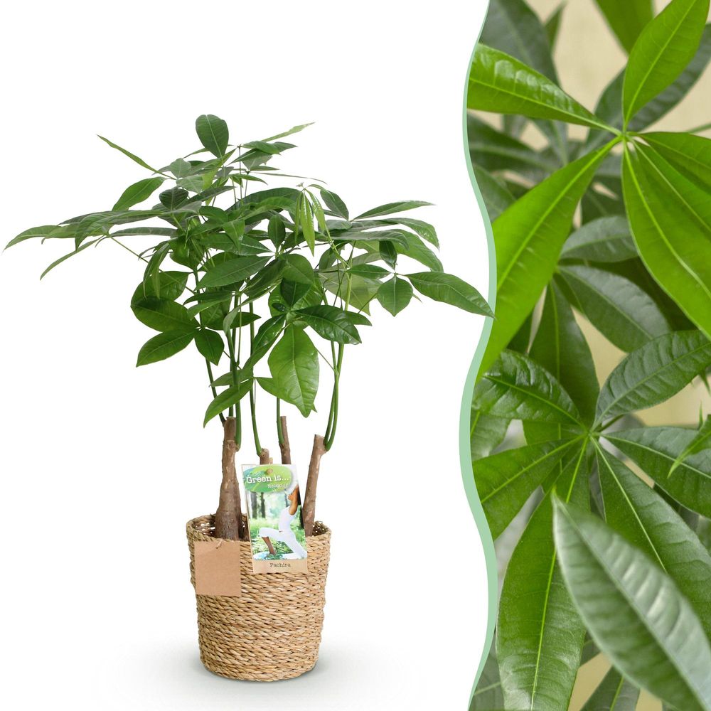 Pachira aquatica plusieurs pieds - arbre à argent - pot de 17cm - hauteur 50-55cm - plantes d'intérieur