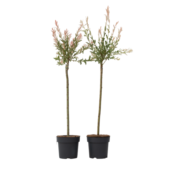 Saule crevette - set de 2 - salix integra 'flamingo' - hauteur 90-110cm - ⌀19cm