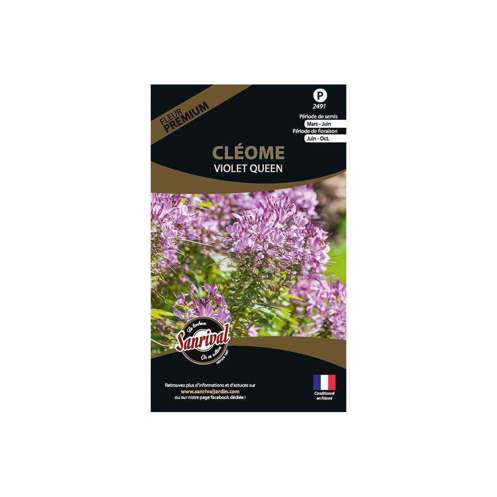 Graines de fleurs premium cléome spinosa violet queen