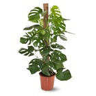 Monstera deliciosa - plante trouée avec tuteur - purificateur d'air - ↕ 110-120 cm - ⌀ 22 cm - plante d'intérieur