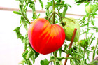 Plant de tomate greffee  cœur de bœuf  pot 1 l