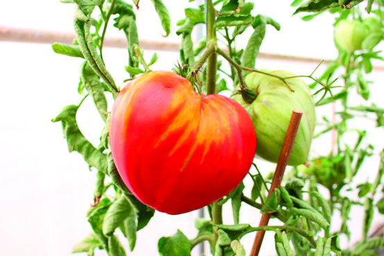 Plant de tomate greffee cœur de bœuf pot 1 l