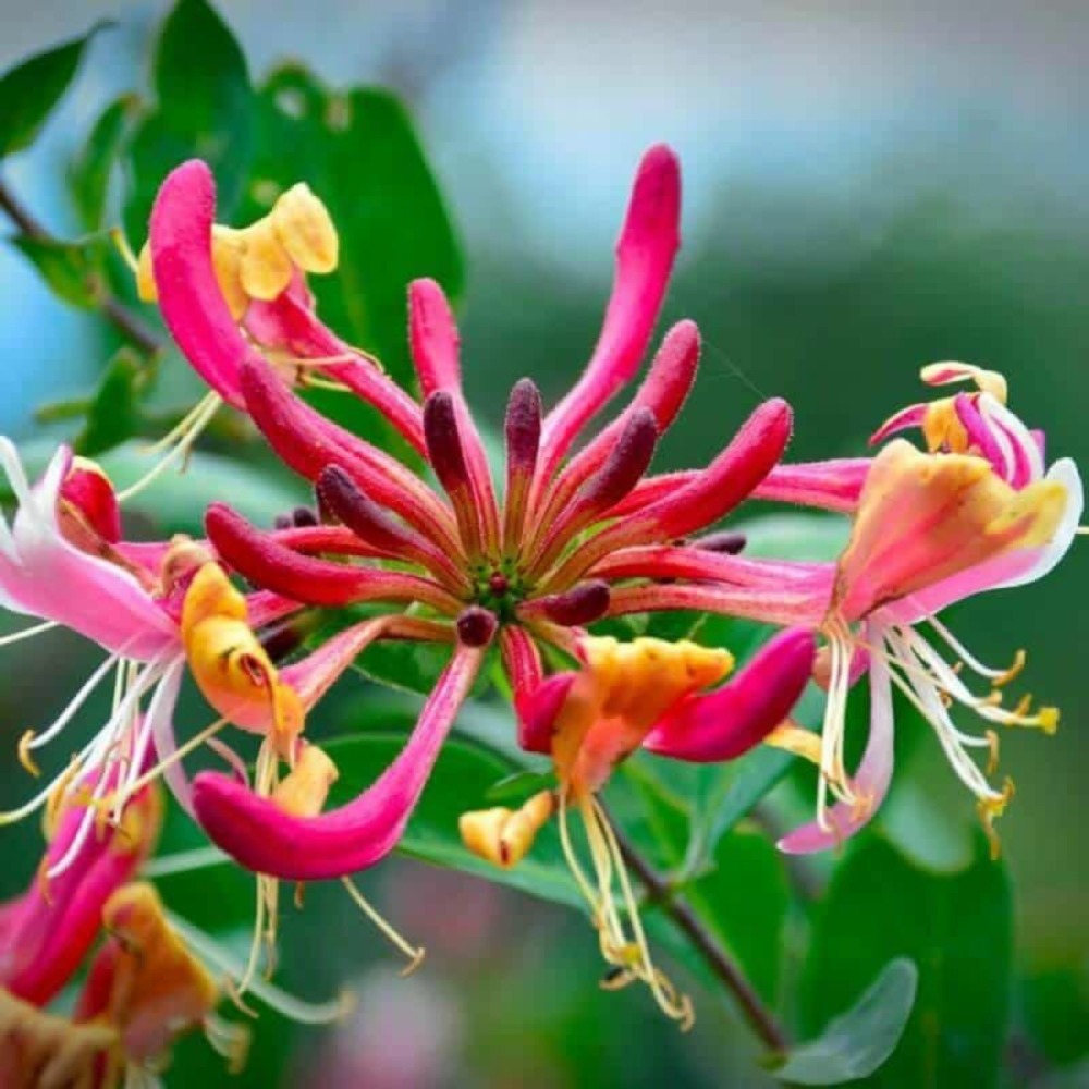 Chèvrefeuille heckrottii 'american beauty' (lonicera 'american beauty')