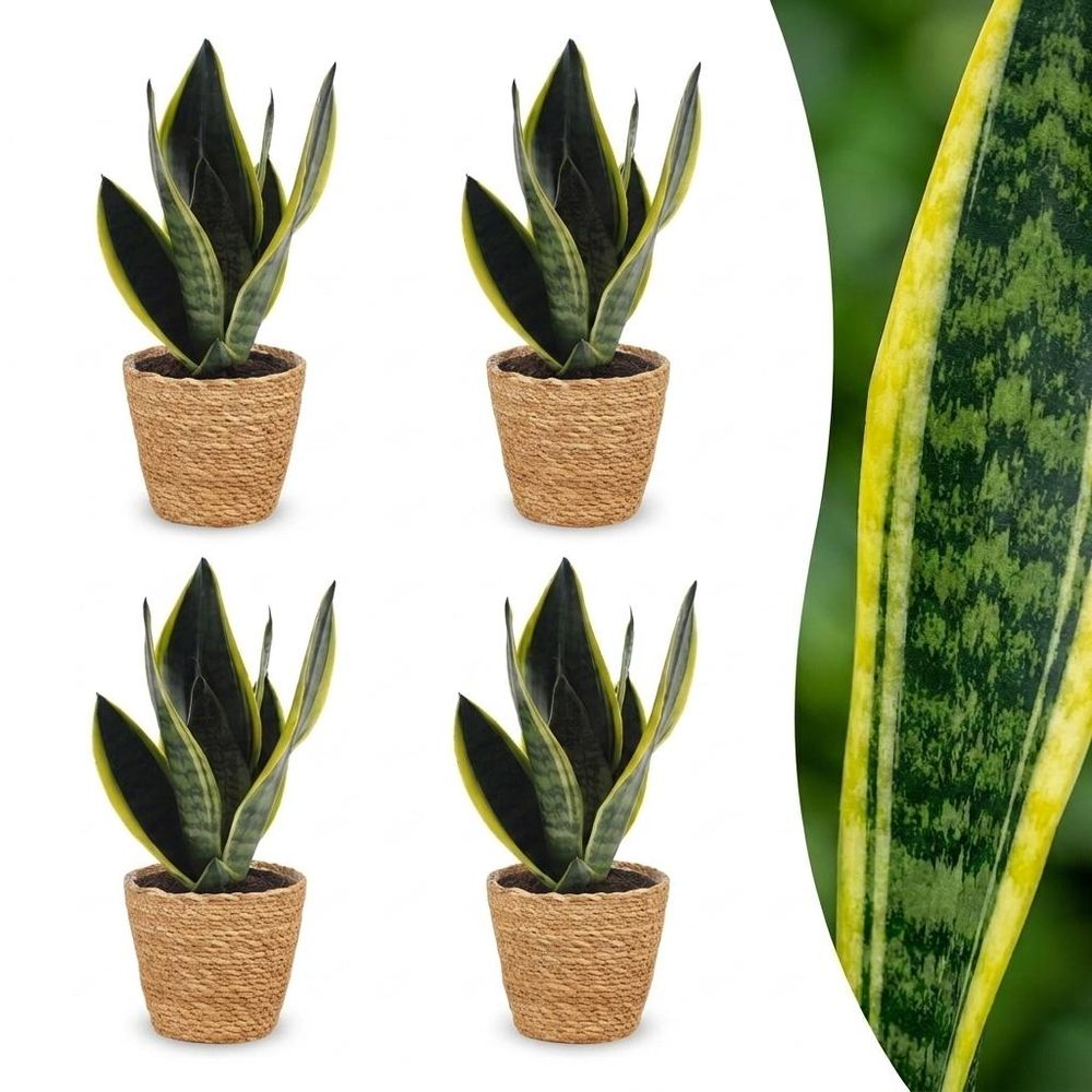 Sansevieria futura superba - langue de belle-mère - pot de 12cm