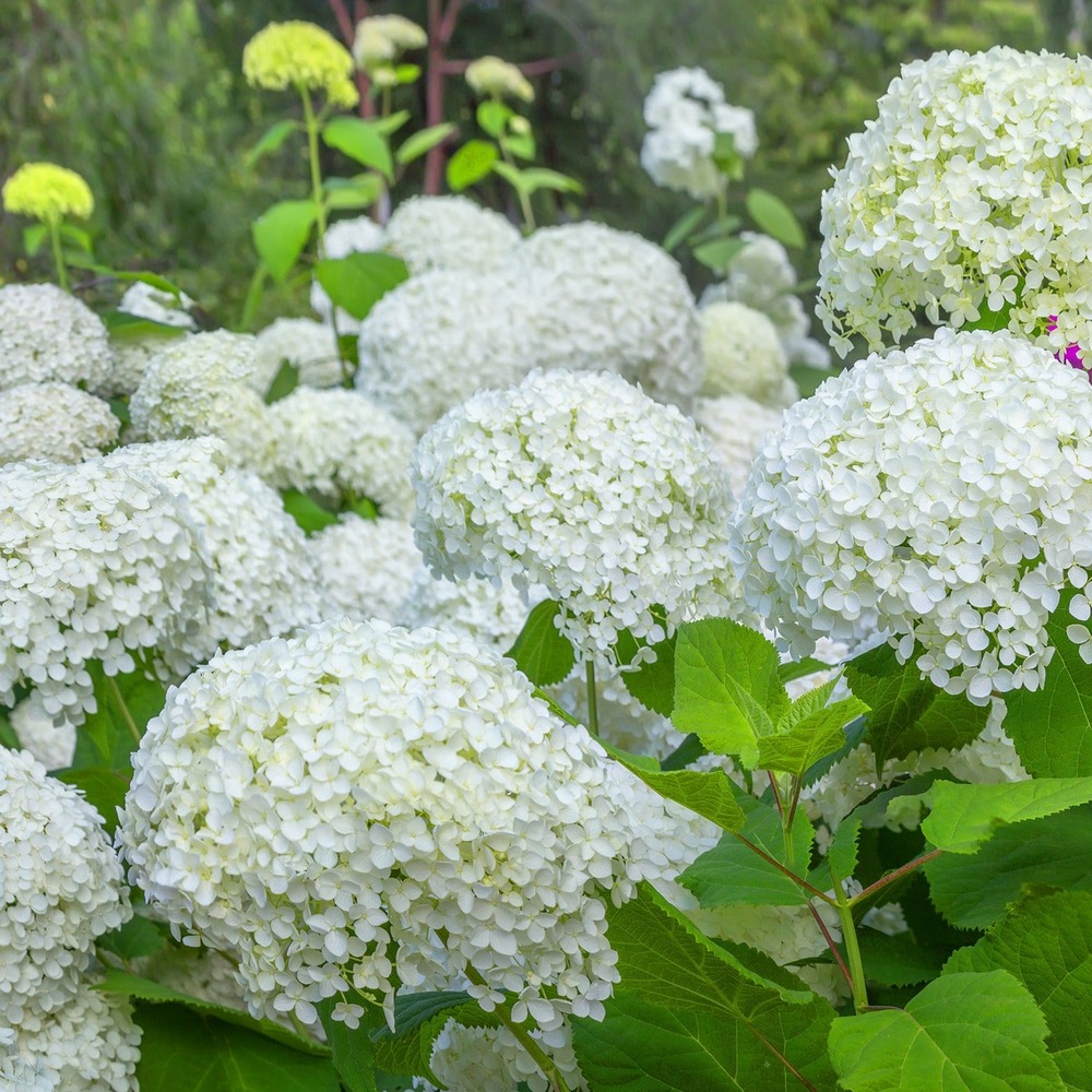 Hortensia annabelle - le pot / 1.5l / hauteur livrée 25-30cm, vendu par lot de 2