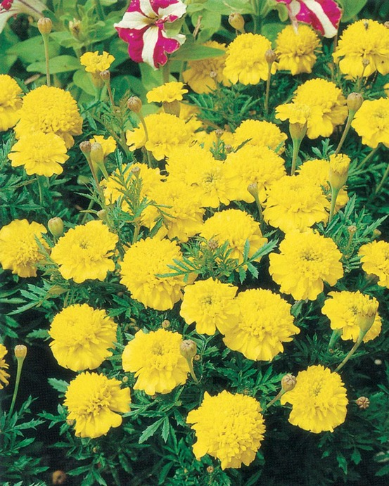 Oeillet d inde lemon drop - 0.5 g