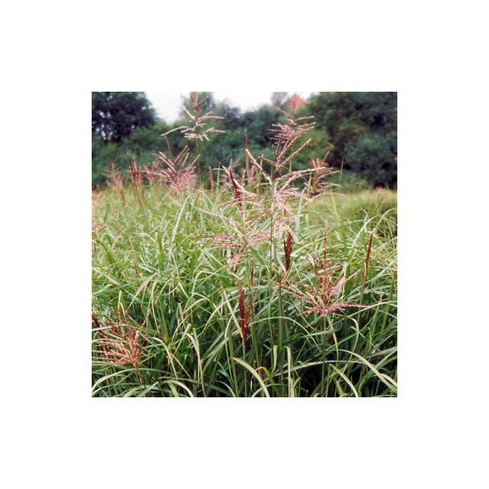 Miscanthus, roseau de chine ferner osten lot de 3 godets