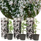 Trachelospermum jasminoides 'officinale' - set de 3 - jasmin plante etoile grimpant - fleurs blanc
- pot 9cm - hauteur 25-40cm