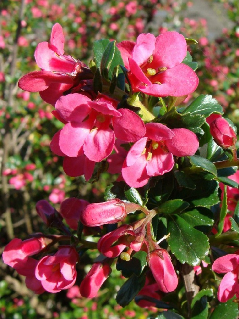 Escallonia 'pride of donard' pot de 2l/3l