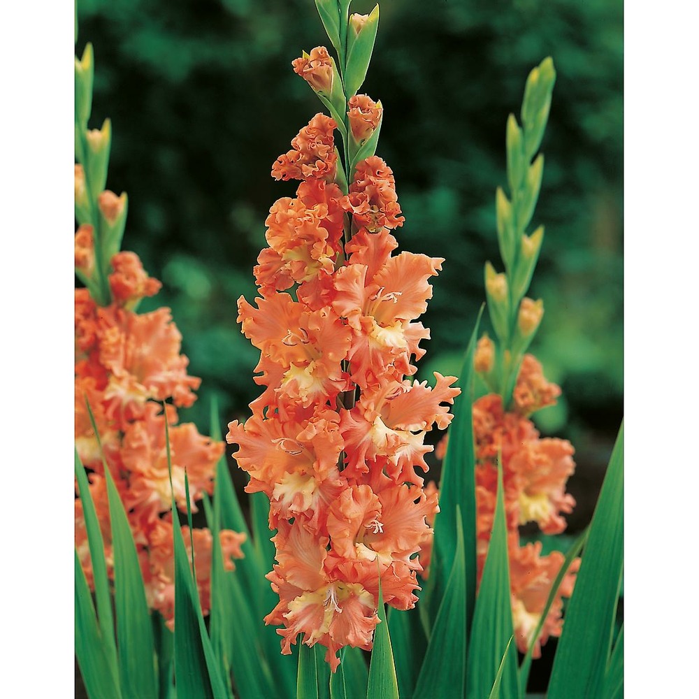 Glaieul frizzled coral lace