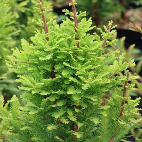 Cyprès chauve pevé minaret - taxodium distichum pevé minaret 40/50 cm pot 2,5l