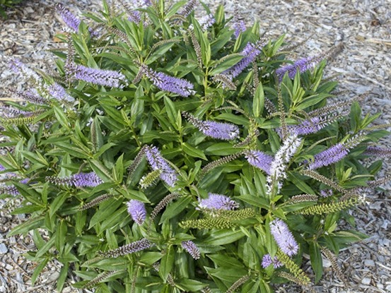 Hébé, véronique arbustive 'wiri image' pot de 2l/3l