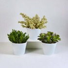Coffret crassula et ses caches-pots blancs - lot de 3 plantes, h21cm