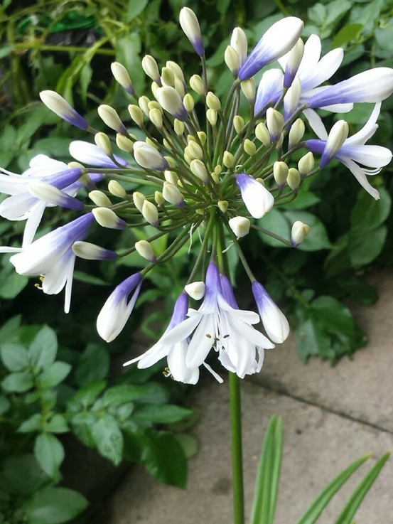 Agapanthe 'twister' pot de 3l/4l