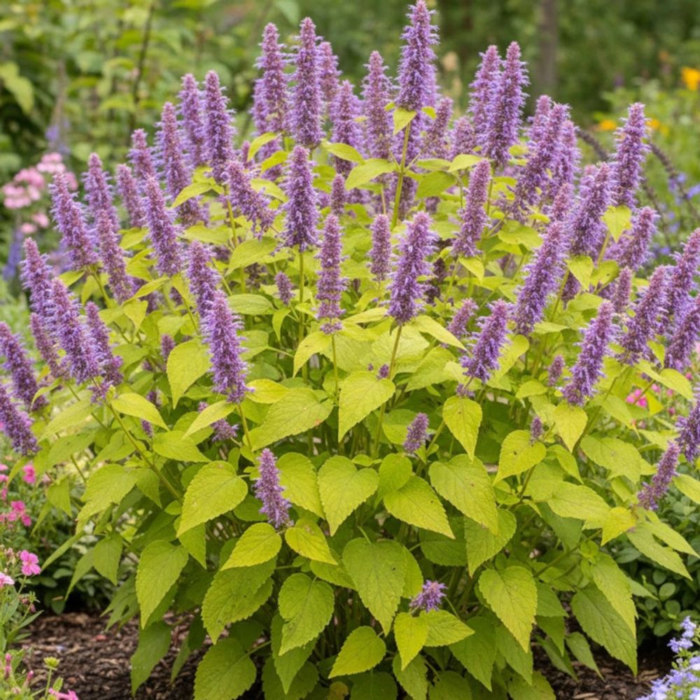 Agastache golden jubilée lot de 5 godets