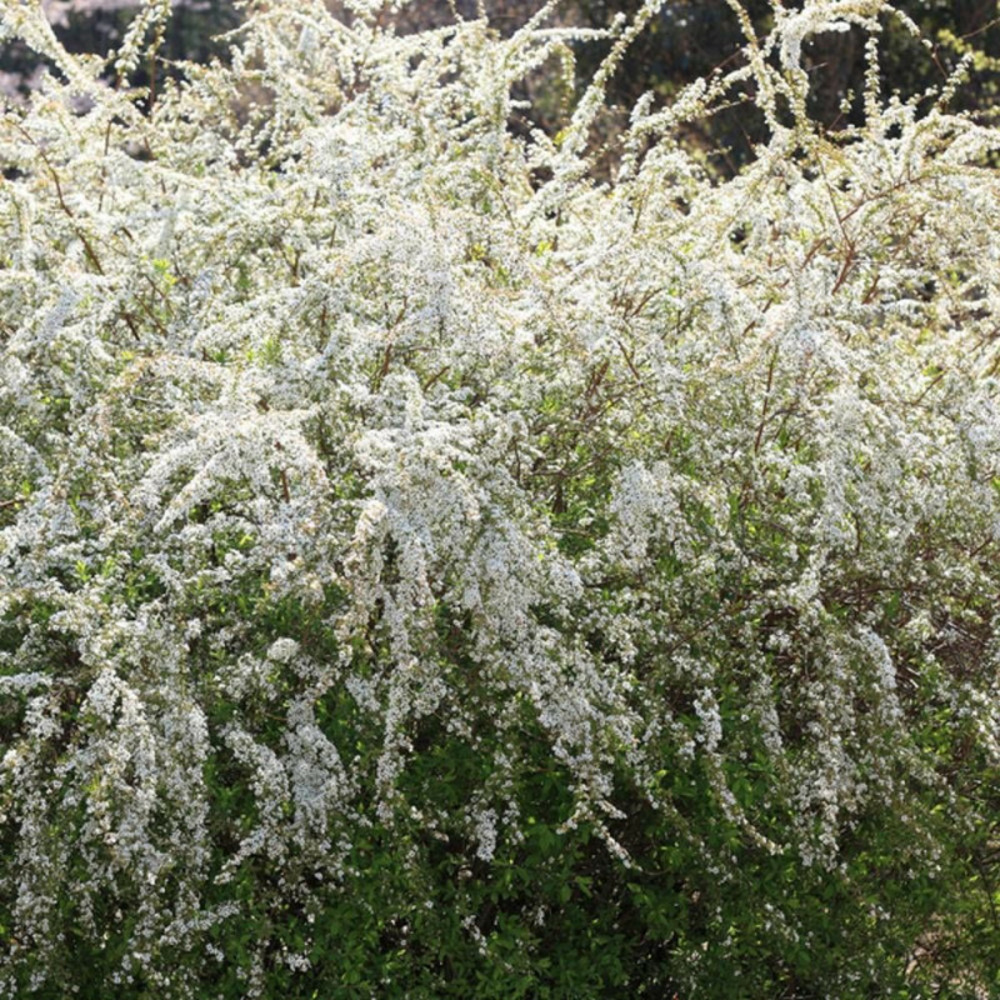 Spirée de thunberg, spiraea pot de 7,5l - 40/60 cm
