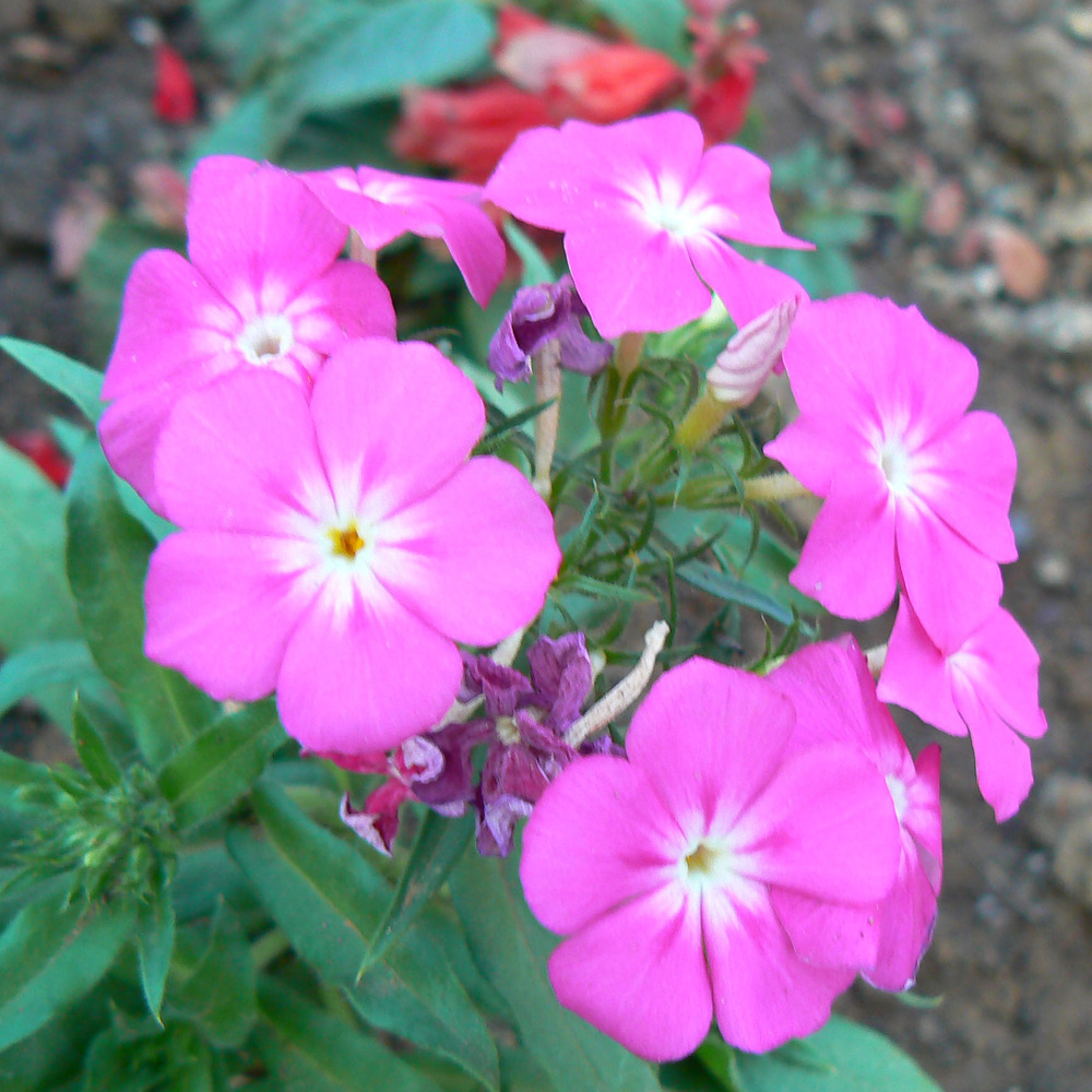 Phlox paniculé 'laura' godet de 8/9 cm
