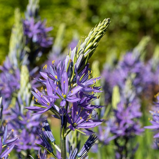 5 camassias bleus - le sachet de 5 bulbes / circonférence 12-14cm