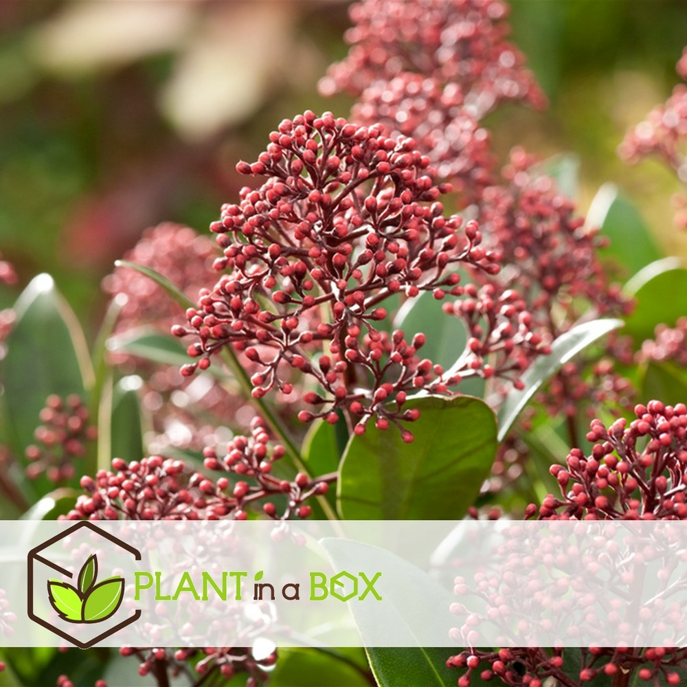 Arbuste à fleurs - set de 2 - skimmia japonica 'rubella' - h35-45cm - ⌀15cm