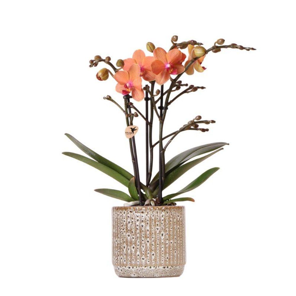 Orchidée phalaenopsis 'mineral bolzano' orange (phalaenopsis) - pot de 9cm - jaguar tacheté - plantes d'intérieur