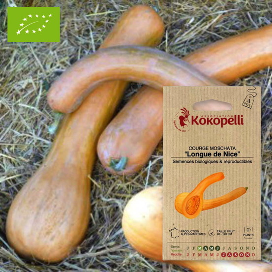 Courge moschata longue de nice- graines bio à semer