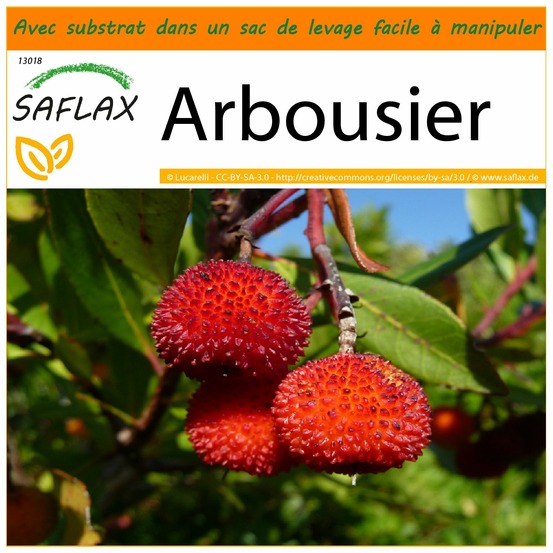 Garden in the bag - arbousier - 50 graines - arbutus unedo