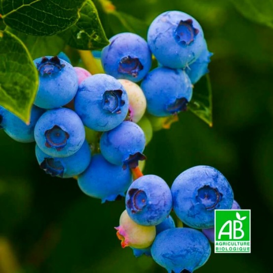 Myrtillier 'berkeley' bio (vaccinium corymbosum 'berkeley')