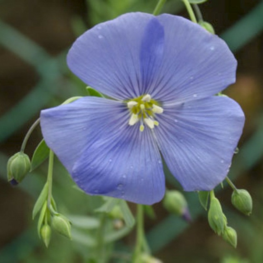 Linum perenne - lin vivace godet de 7/8 cm