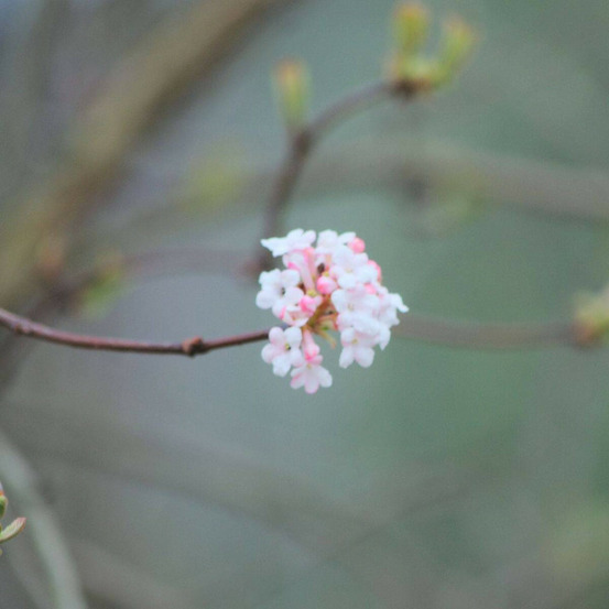 Viorne d'hiver charles lamont, viburnum pot de 3l - 40/60 cm