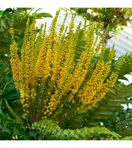 Mahonia bealei pot de 3l/4l