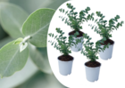 Eucalyptus pulverulenta 'bleu bébé' - set de 4 - pot 12cm - hauteur 25-40cm