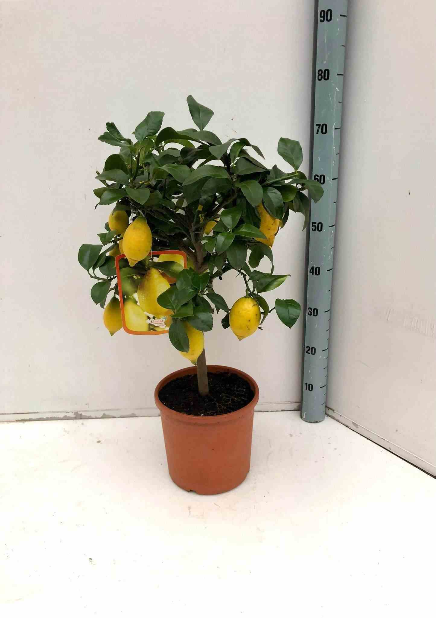 Citrus limon adulte (citronnier)   blanc - taille pot de 65l - 125/150cm - 20/25 peri
