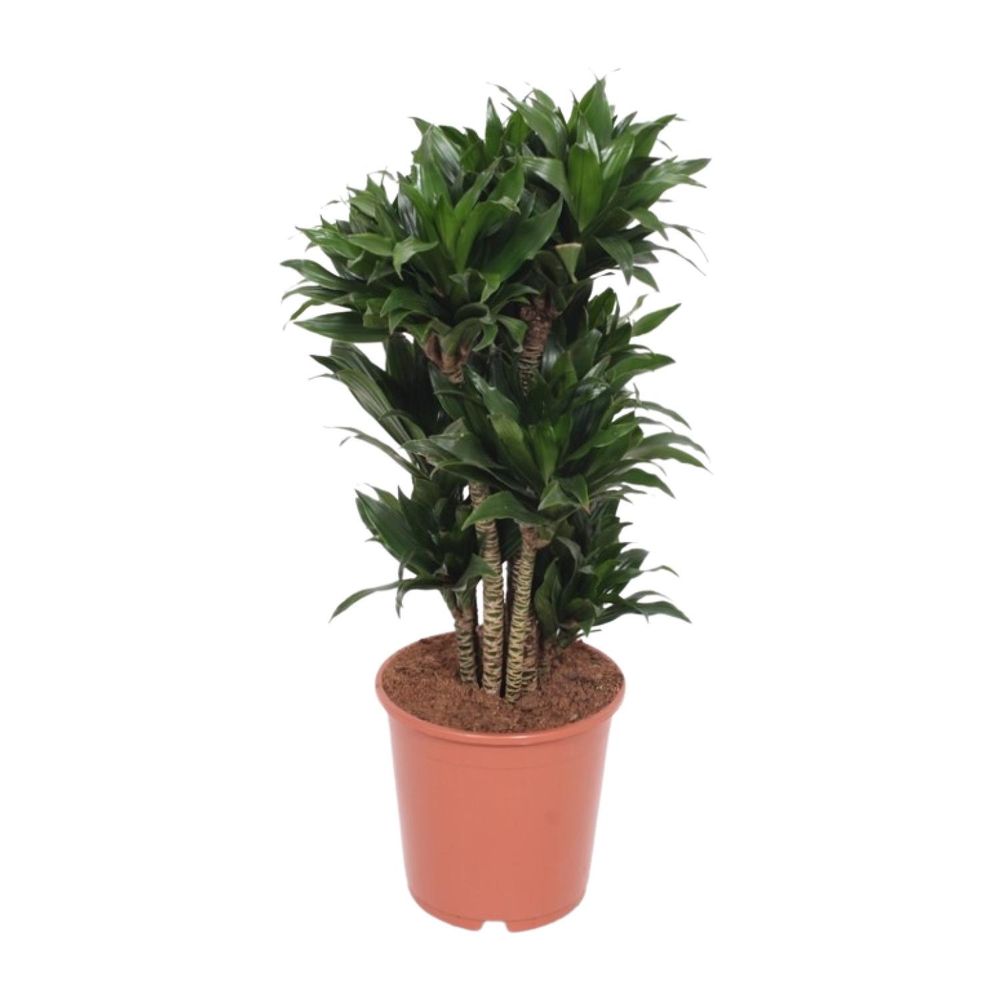 Dracaena compacta - ø24cm - ↕80cm - plantes d'intérieur