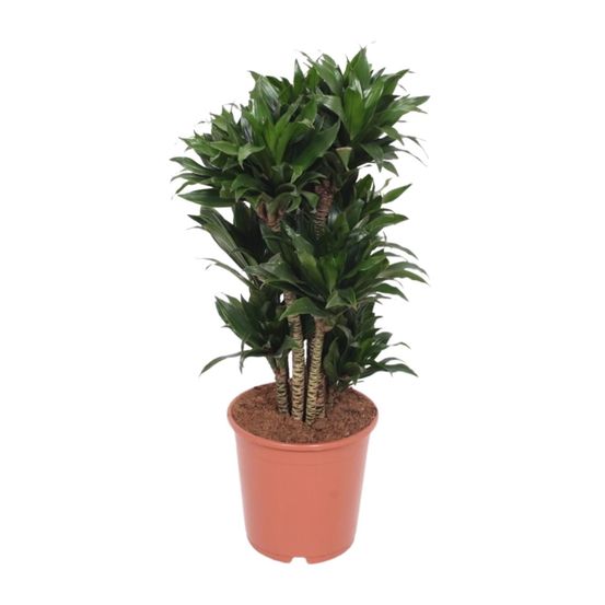 Dracaena compacta - ø24cm - ↕80cm - plantes d'intérieur