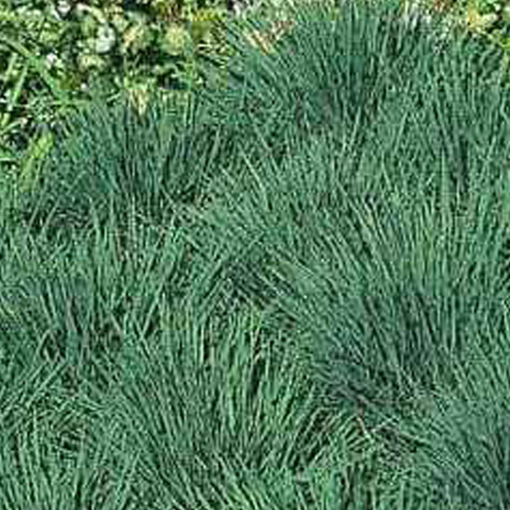 6 x koélérie bleue - koeleria glauca - godet 9cm x 9cm