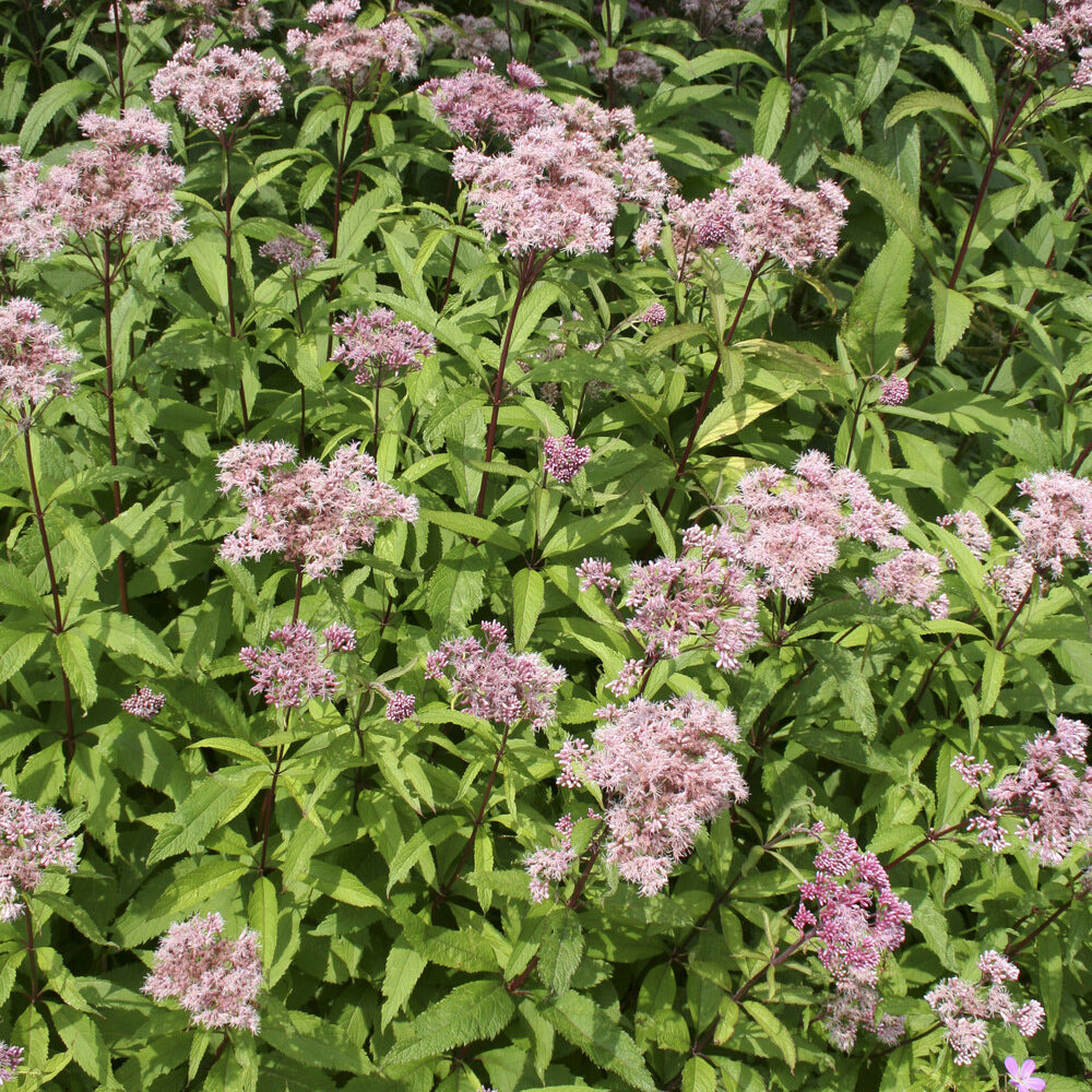 Eupatoire chanvrine - le pot / ø 9cm