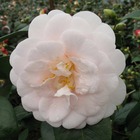 Camellia japonica 'rose des sables ': 7.5 litres