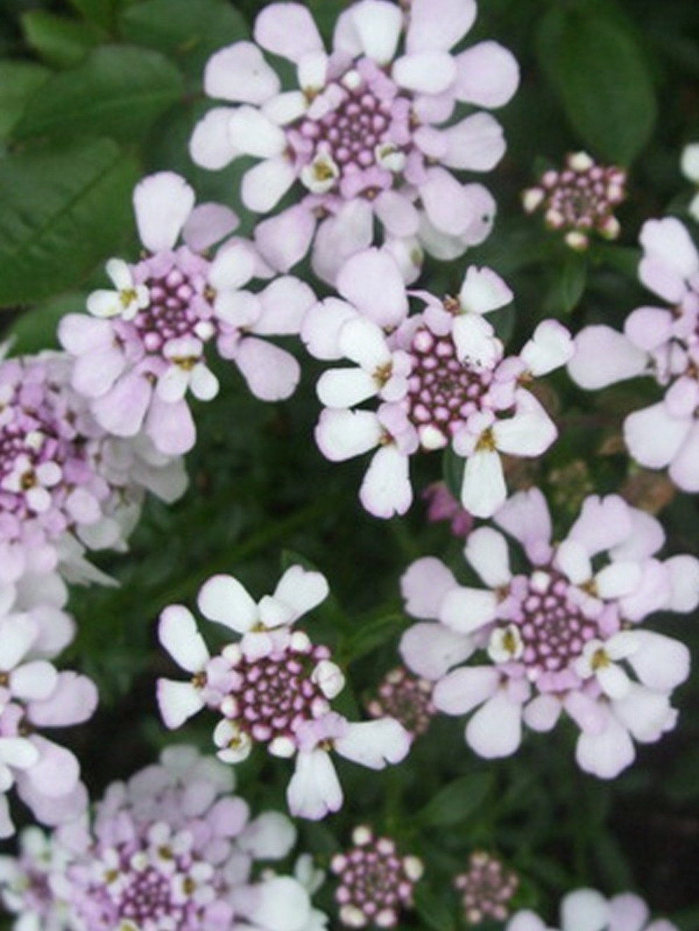 Corbeille d'argent, thlaspi 'pink ice'® godet de 8/9 cm