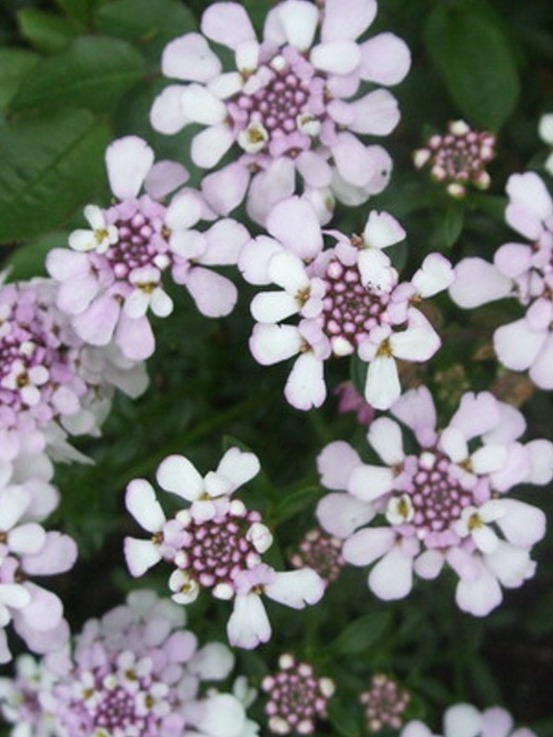 Corbeille d'argent, thlaspi 'pink ice'® godet de 8/9 cm