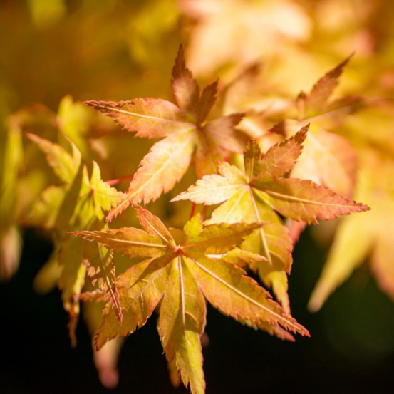 Érable du japon katsura - acer palmatum katsura 40cm