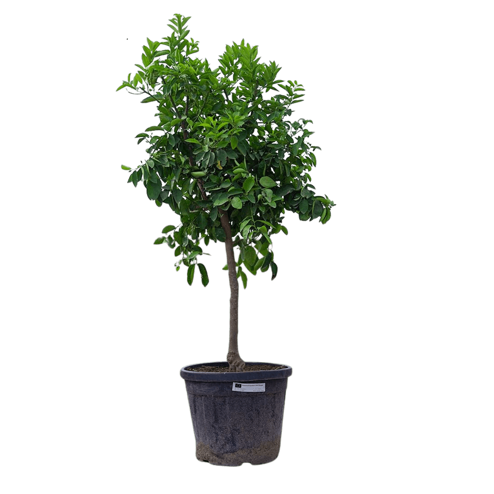 Citronnier 4saisons- citrus limon xxl hauteur 130 à 180 cm - pot ø 38 cm