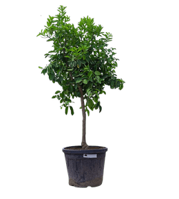 Citronnier 4saisons- citrus limon xxl hauteur 130 à 180 cm - pot ø 38 cm