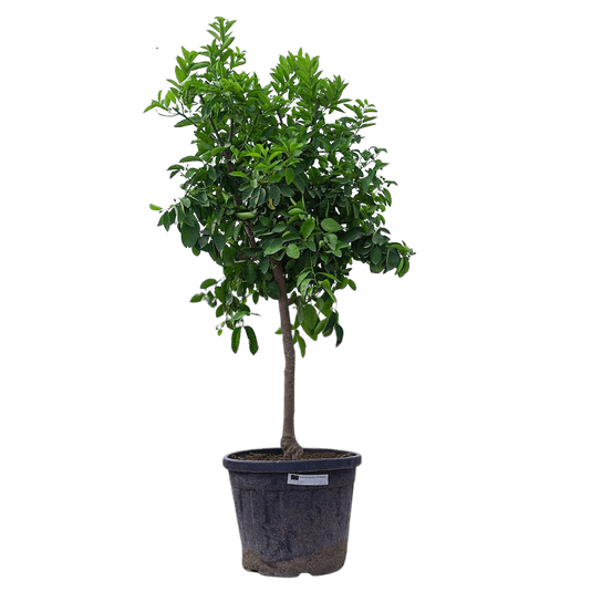 Citronnier 4saisons- citrus limon xxl hauteur 130 à 180 cm - pot ø 38 cm