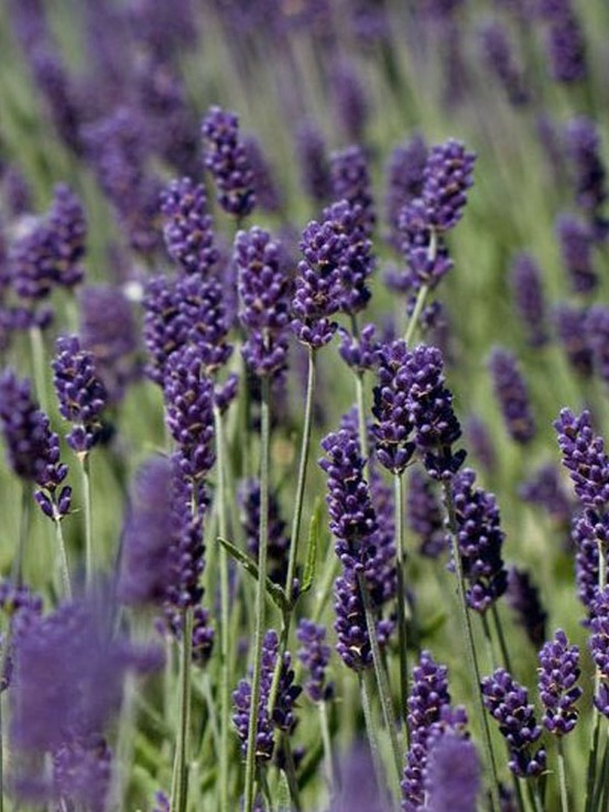Lavande vraie 'essence purple' godet de 8/9 cm
